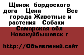 Щенок  бордоского  дога. › Цена ­ 60 000 - Все города Животные и растения » Собаки   . Самарская обл.,Новокуйбышевск г.